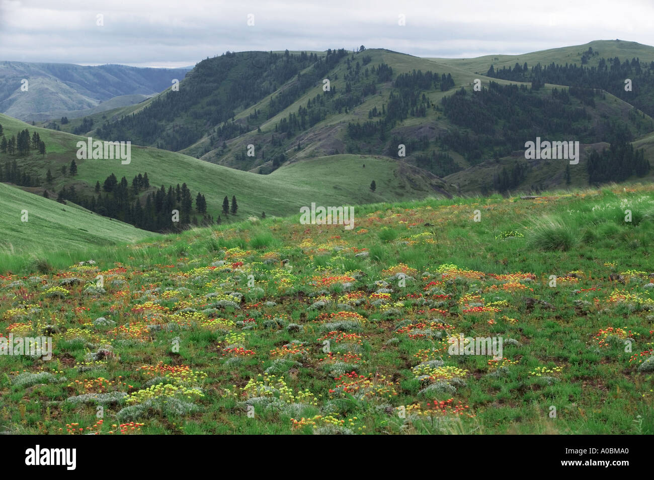 Wild Buckwheat Sp Eriogonum fiori Zumwalt Prairie natura Conservatorio Oregon Foto Stock