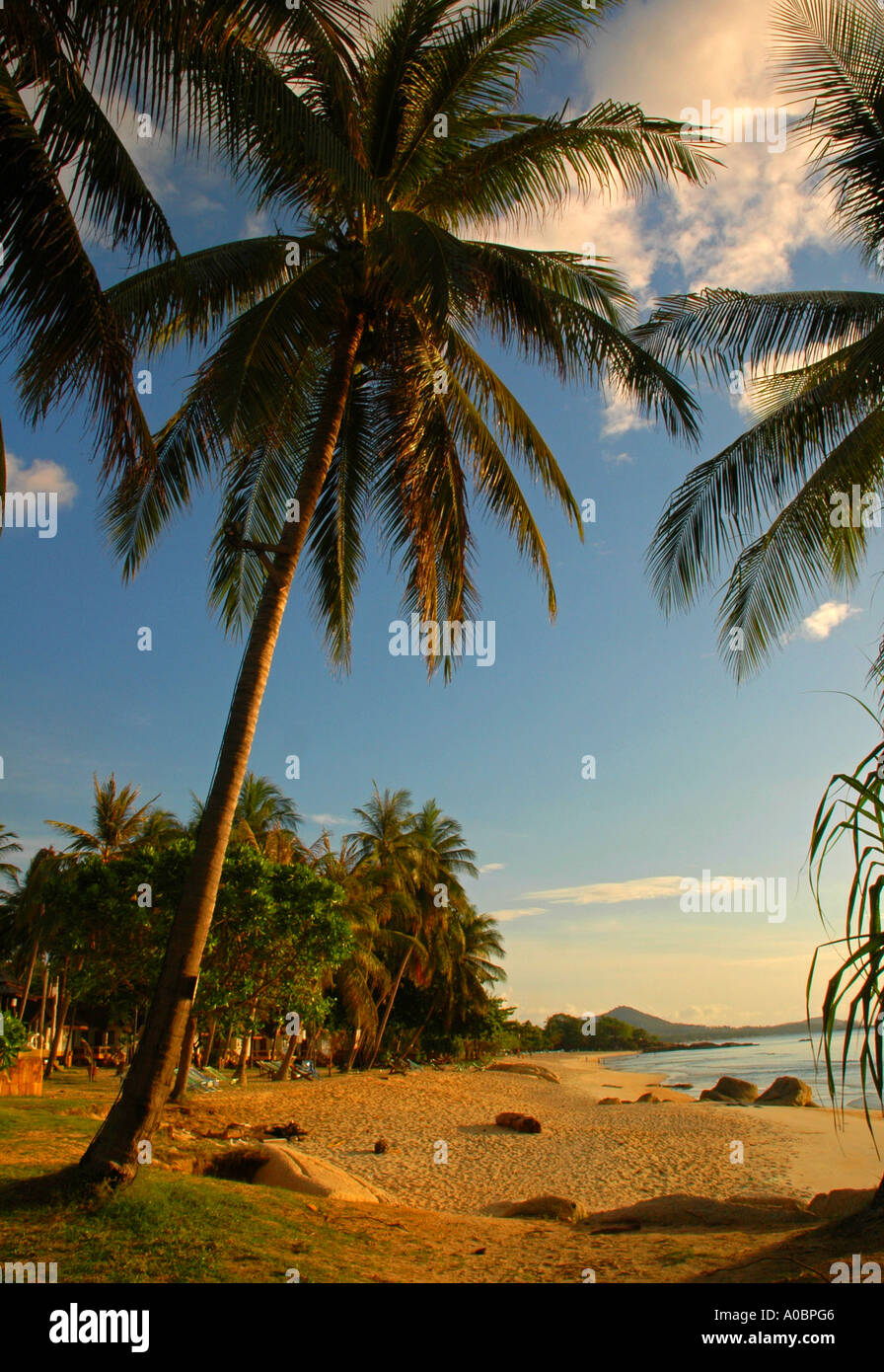 Fiancheggiata da Palme spiaggia Koh Samui Thailandia Foto Stock