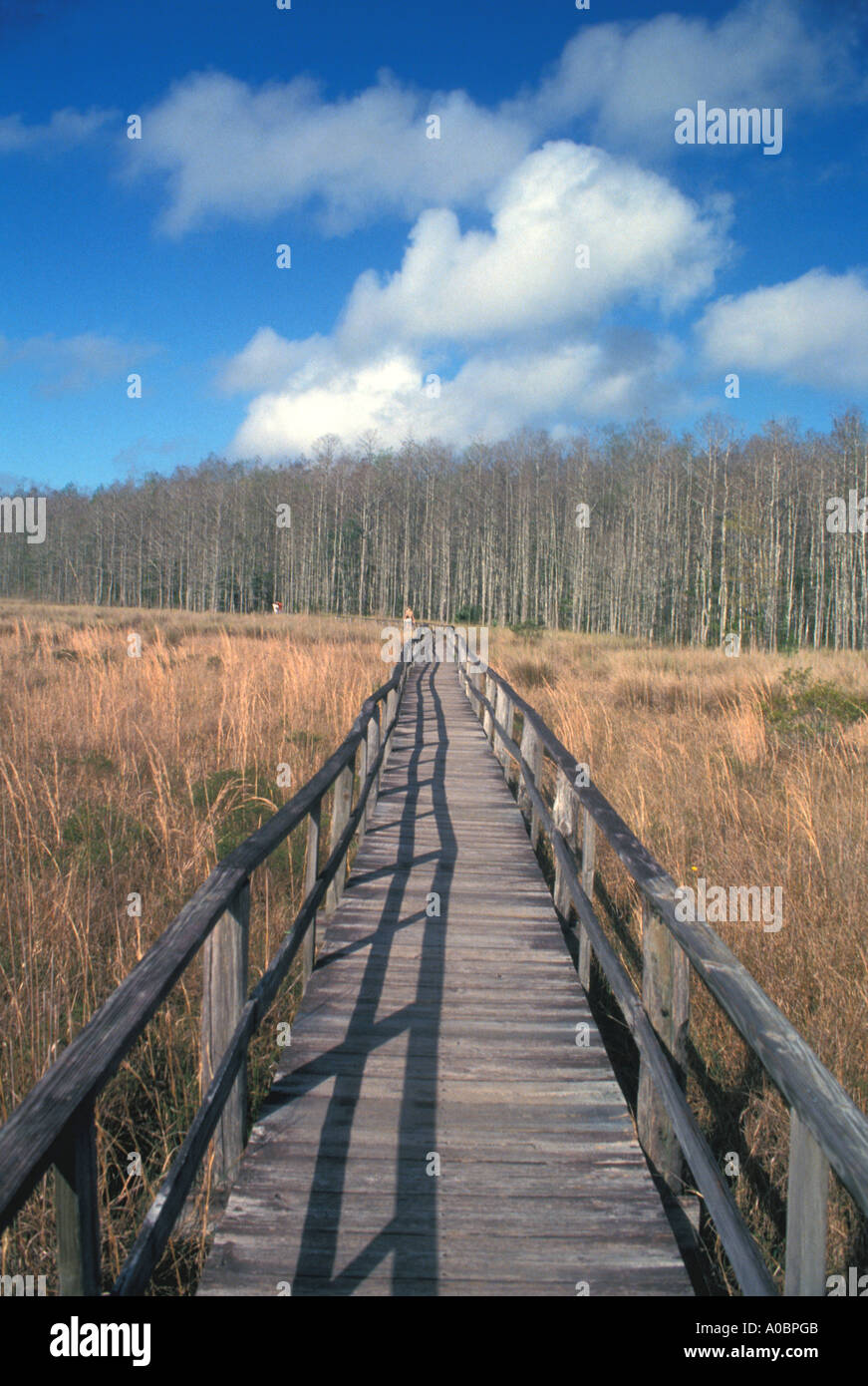 Florida lunga passerella di legno cavatappi palude Foto Stock