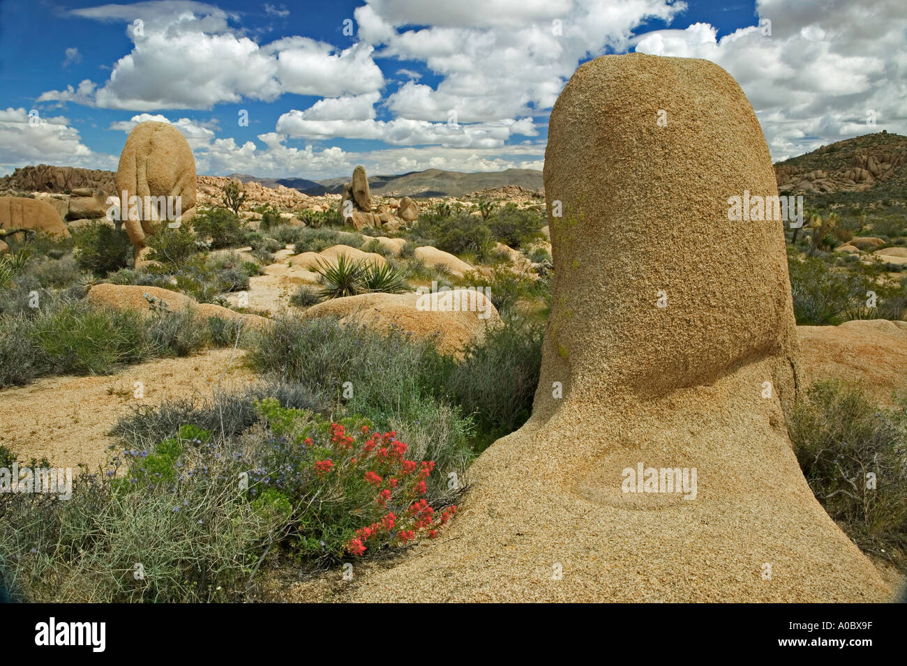 Indian paintbrush e rocce a Joshua Tree National Park California Foto Stock