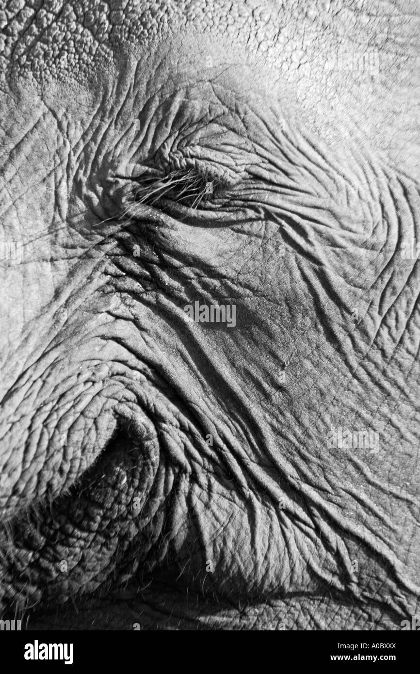 Elefante africano Loxodonta occhio Close up africana Masai Mara Kenya Africa Foto Stock