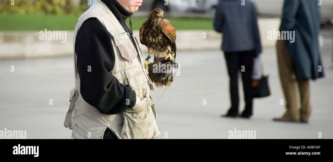 Un falco di Harris con il suo gestore in Trafalgar Square e addestrati per spaventare i piccioni Foto Stock