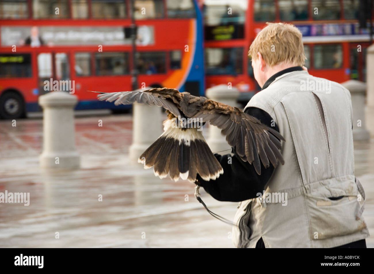 Un Harris Hawk in Trafalgar Square e addestrati per spaventare i piccioni Foto Stock