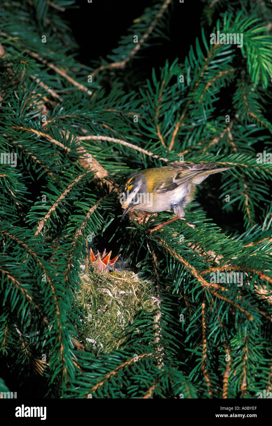 FIRECREST Regulus ignicapillus adulto alimentazione di pulcini nel nido in abete rosso Foto Stock