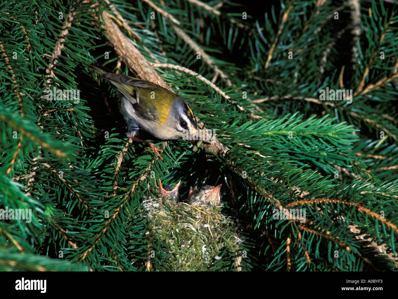 FIRECREST Regulus ignicapillus adulto alimentazione di pulcini nel nido in abete rosso Foto Stock
