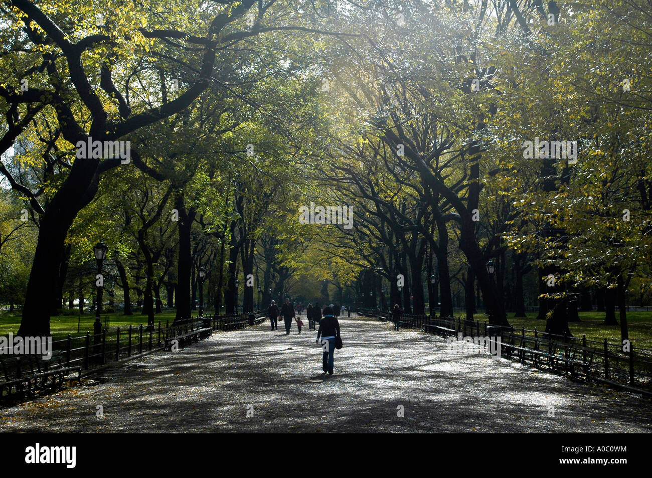 Passeggiata letteraria a Central Park in autunno affiancato da American Olmi Foto Stock