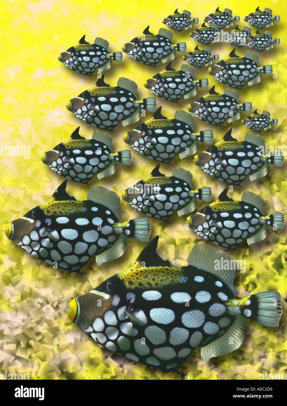 In banchi di pesci BALISTOIDES CONSPICILLUM foto la composizione di arte digitale animale Pesci balestra Foto Stock