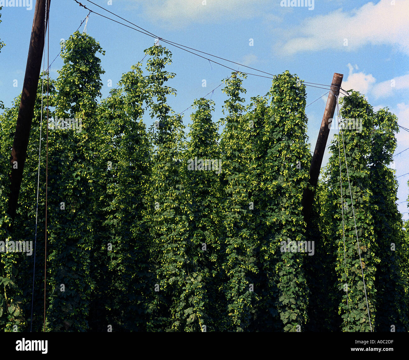 HOP piante erbacee perenni HALLERTAU famosa in tutto il mondo hop area coltivabile Foto Stock