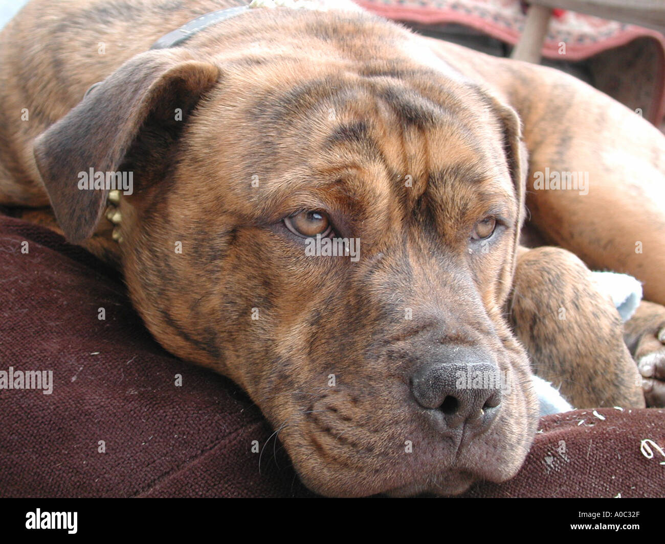 Rocky l'American Pit Bull Terrier Foto Stock