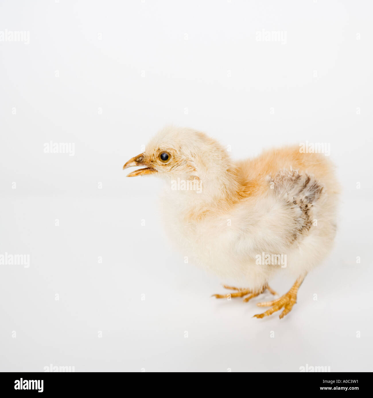 Primo piano di un pulcino di bambino Foto Stock