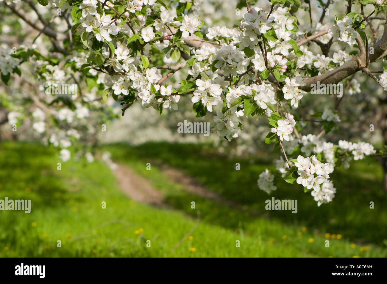 Apple Tree Blossoms lungo il percorso Foto Stock