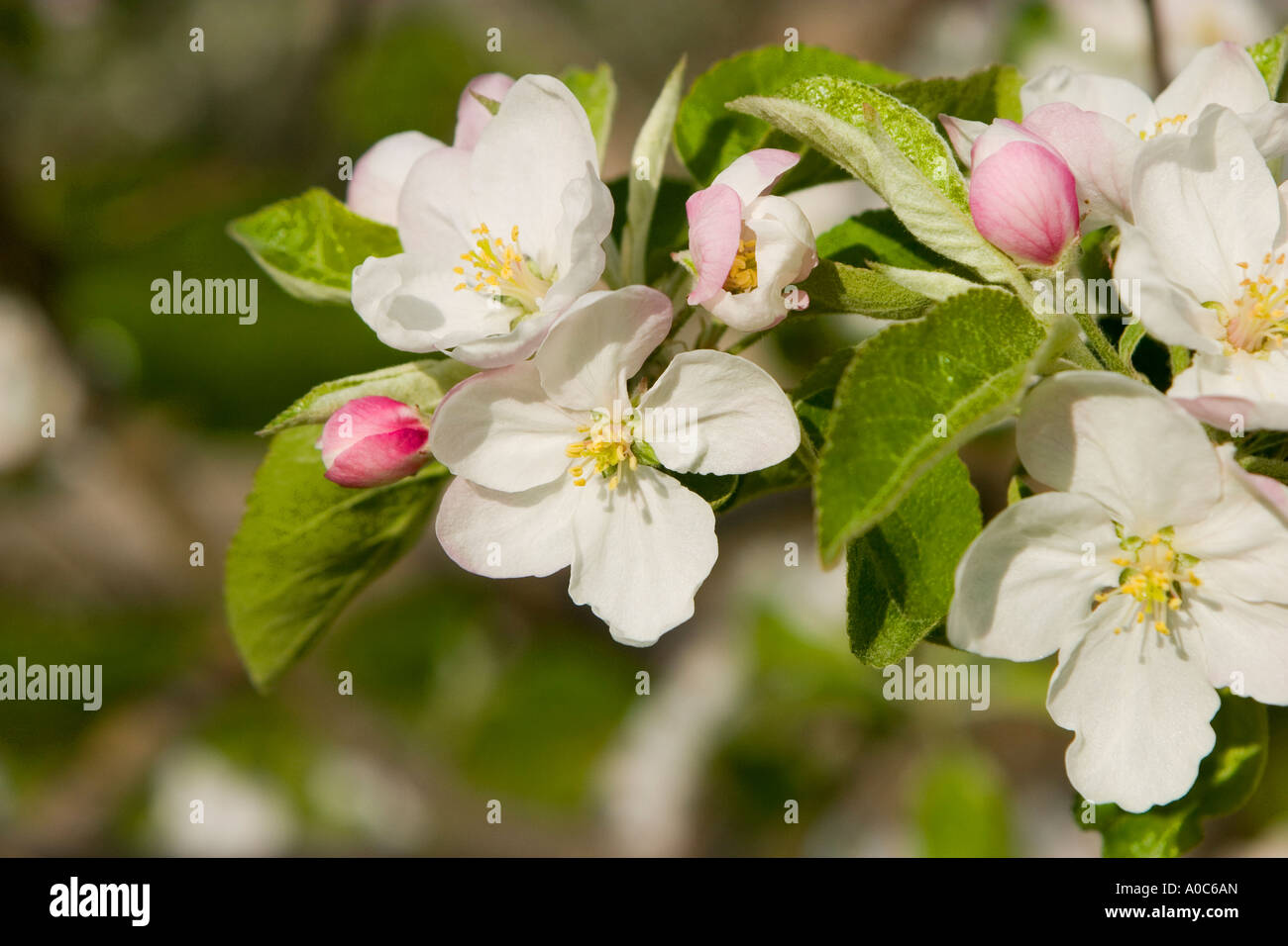 Apple Tree Blossoms Foto Stock