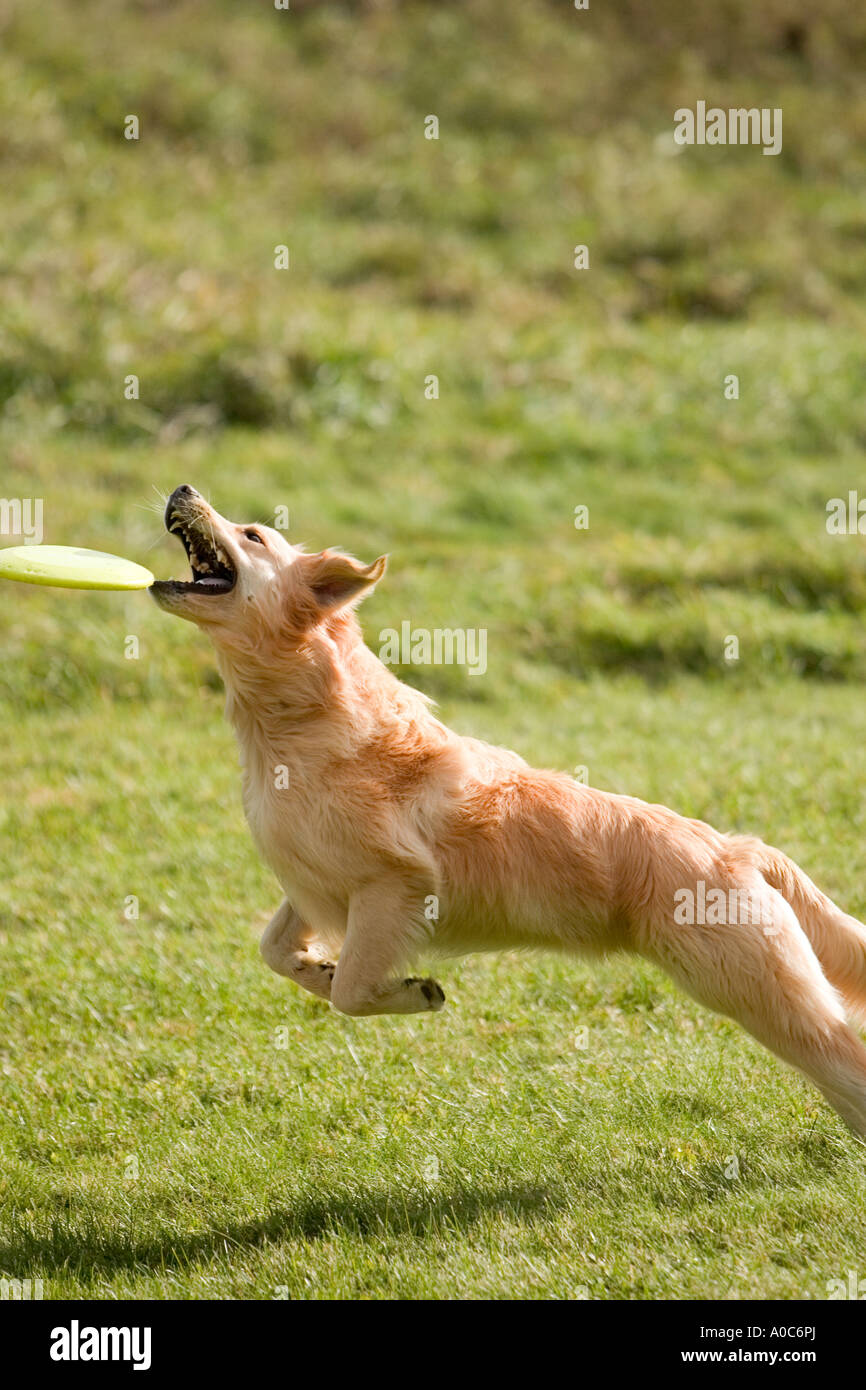 Jumping Golden Retriever la cattura di Frisbee Foto Stock