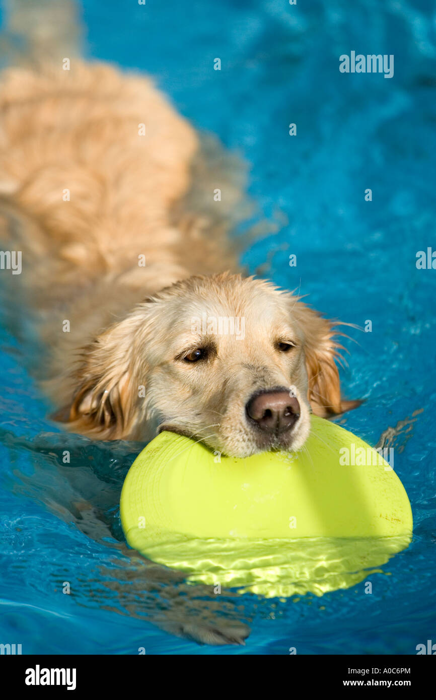 Nuoto Golden Retriever con Frisbee Foto Stock