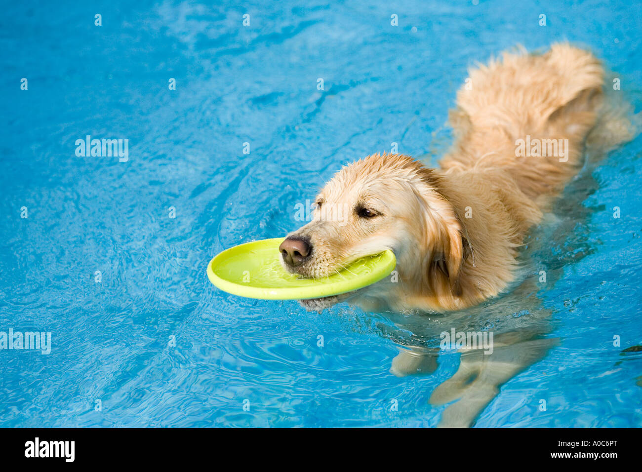 Nuoto Golden Retriever con Frisbee Foto Stock