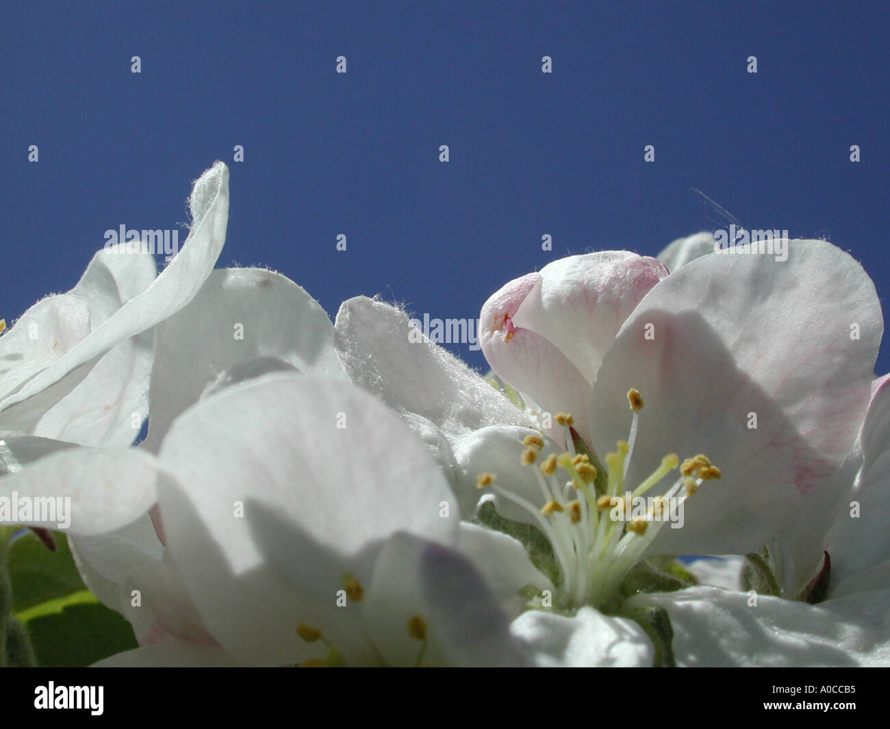 Crab Apple Blossom Foto Stock