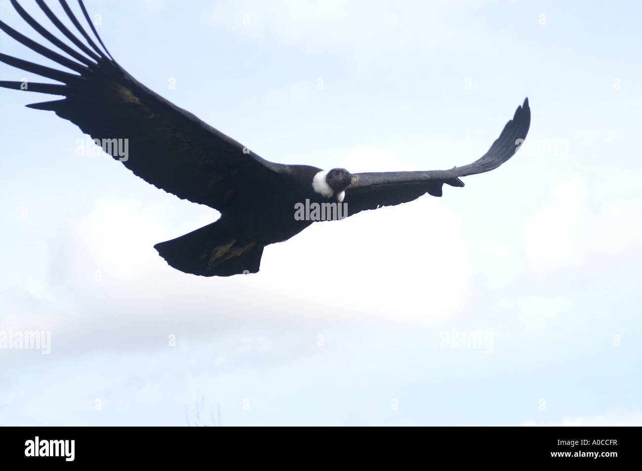 Femmina condor andino Genere: Specie Vultur gryphus: Foto Stock