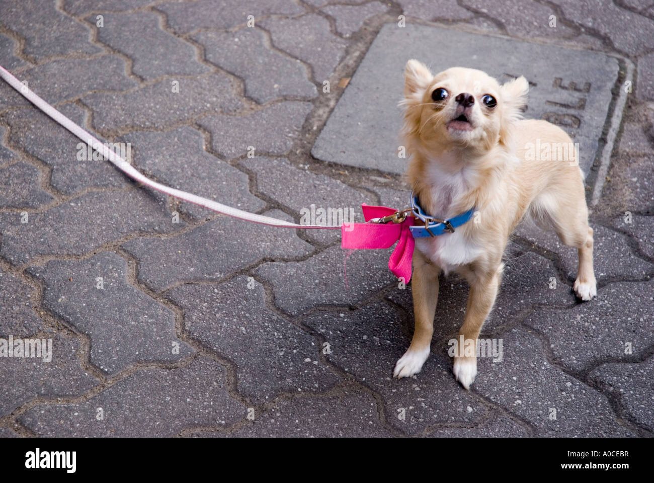 Un Chiihuahua cane al guinzaglio Foto Stock