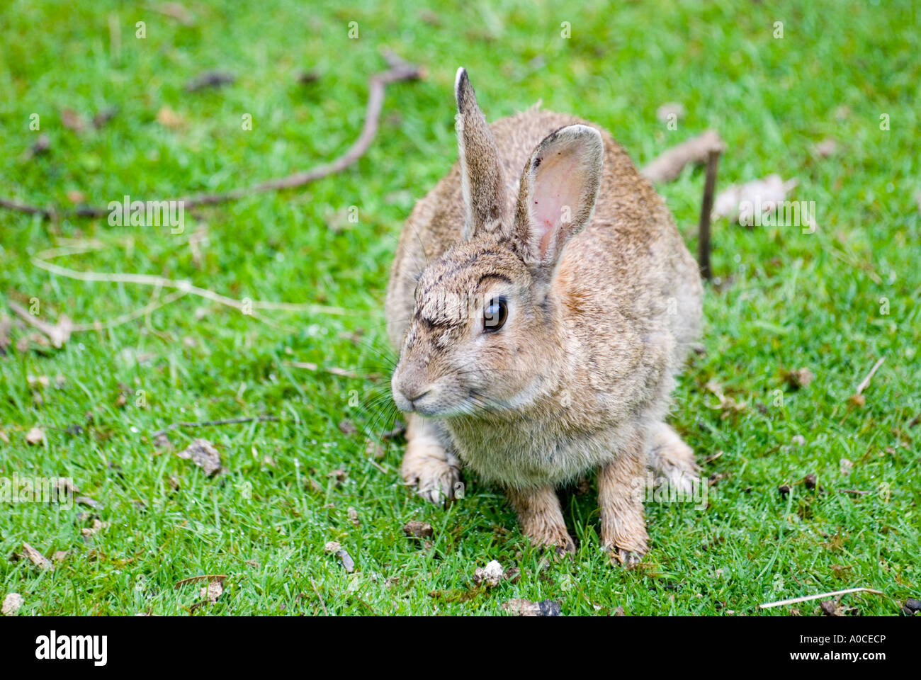 Un coniglio selvatico australiano Foto Stock