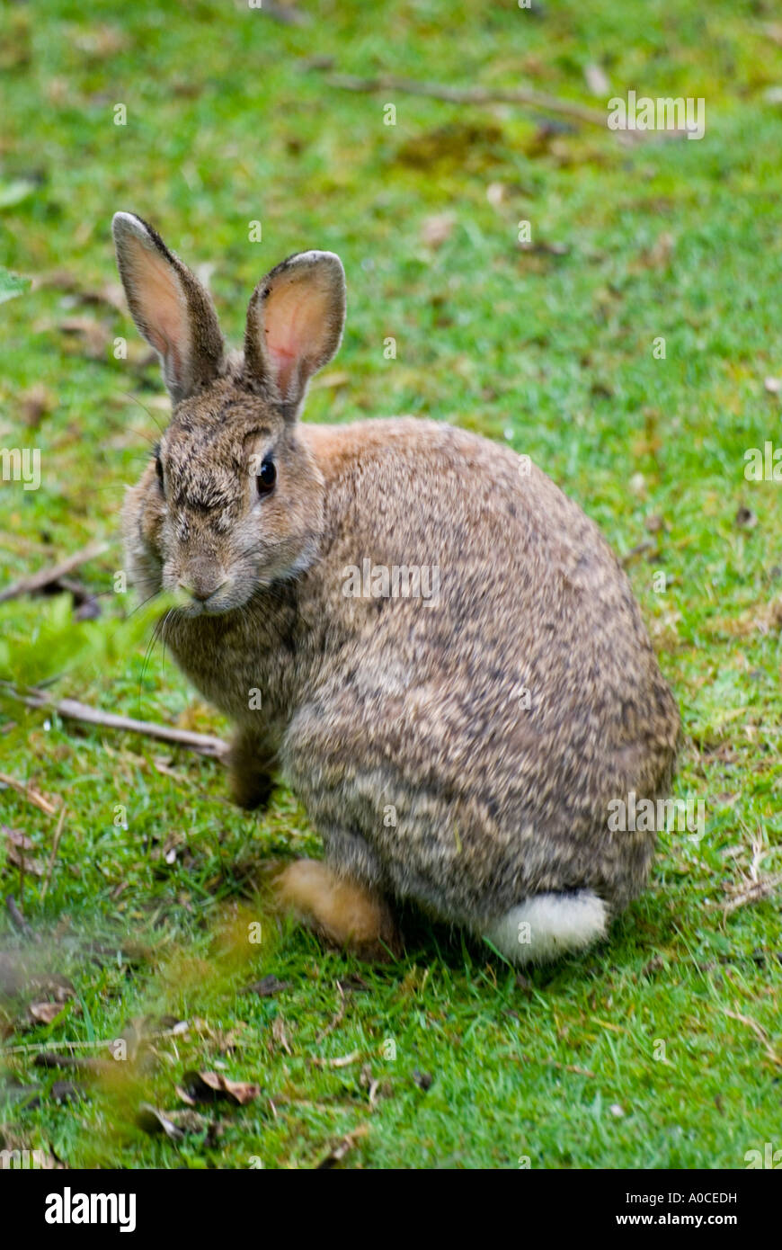 Un coniglio selvatico australiano Foto Stock