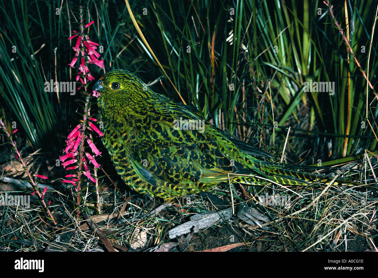 Massa Parrot Pezoporus wallicus adulto comune mangiare Heath Tasmania Australia Foto Stock