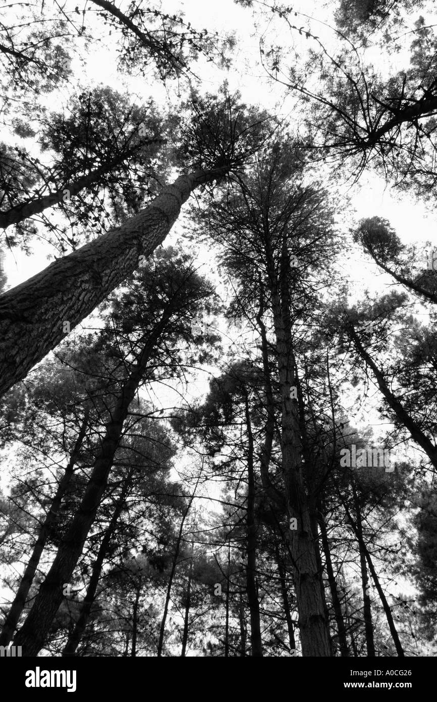 Abstract alti alberi di pino Foto Stock