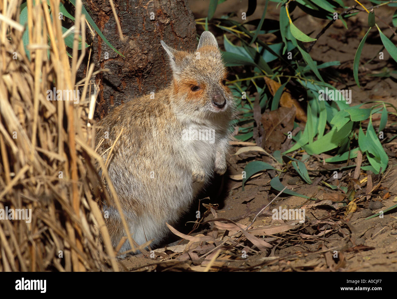 SPECTACLED HARE WALLABY Lagorchestes conspicillatus adulto Queensland Australia Foto Stock