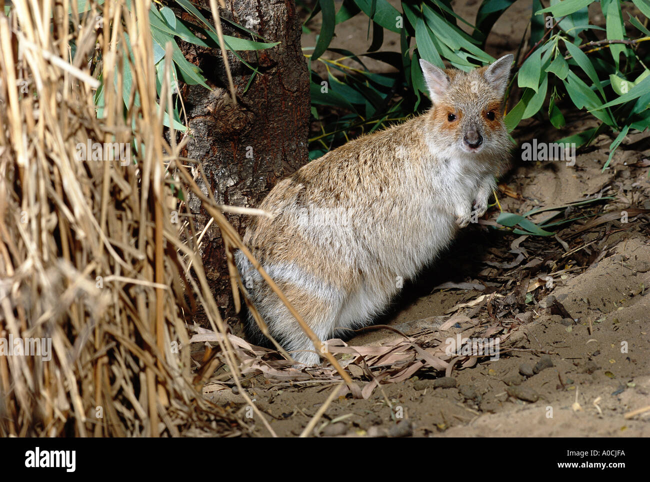 SPECTACLED HARE WALLABY Lagorchestes conspicillatus adulto Queensland Australia Foto Stock