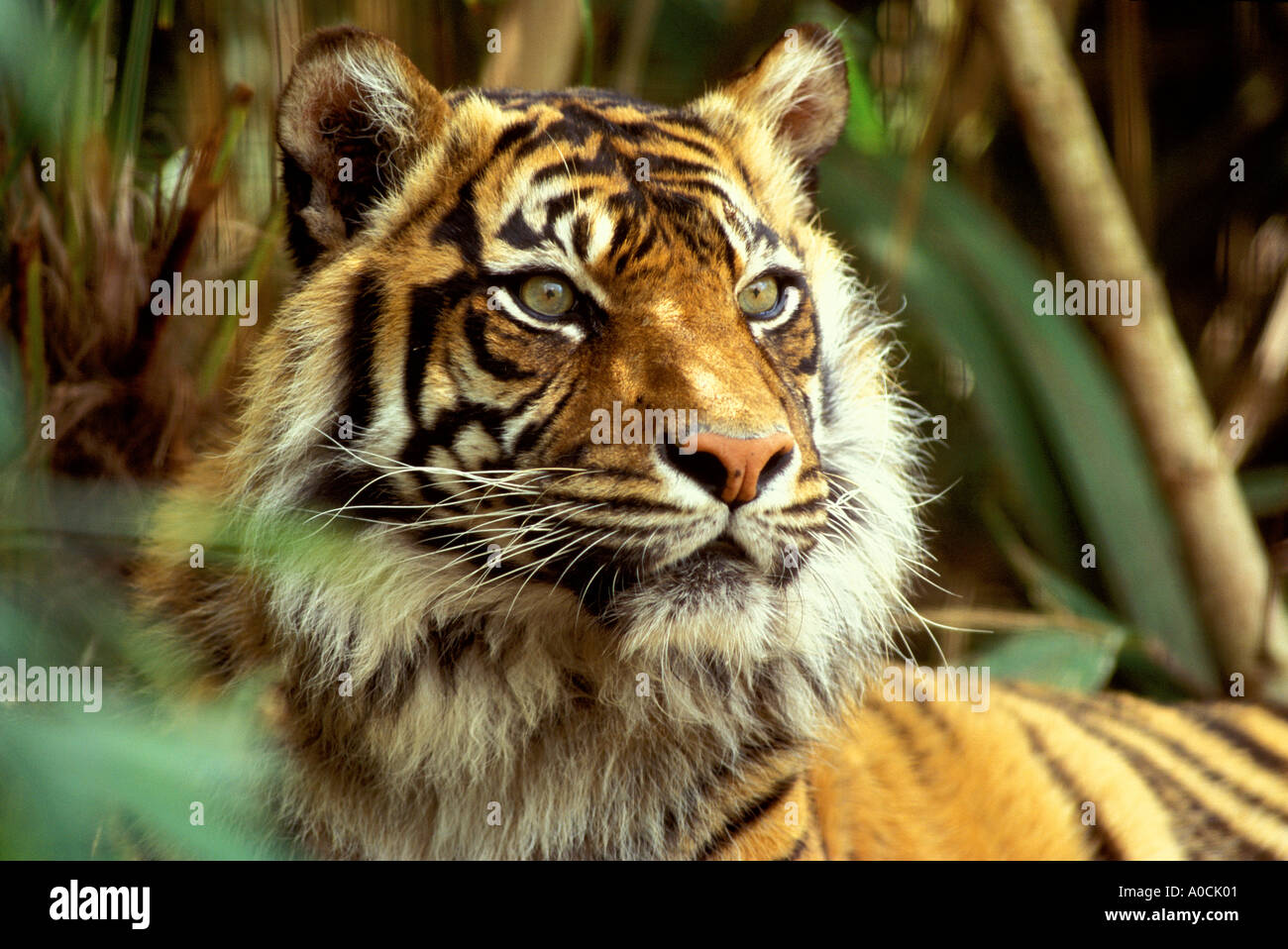 La tigre di Sumatra Panthera tigris sumatrae faccia adulti close up captive Foto Stock