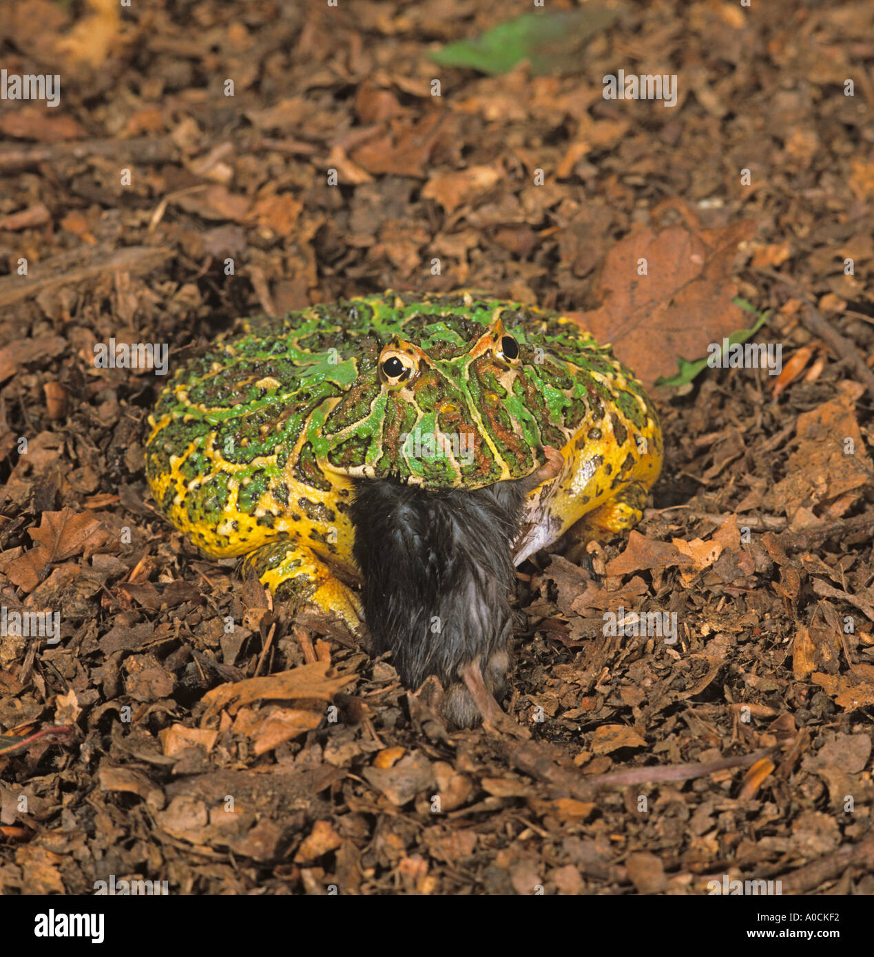 Rana argentina cornea Ceratophrys ornata che inghiottisce il mouse Foto Stock
