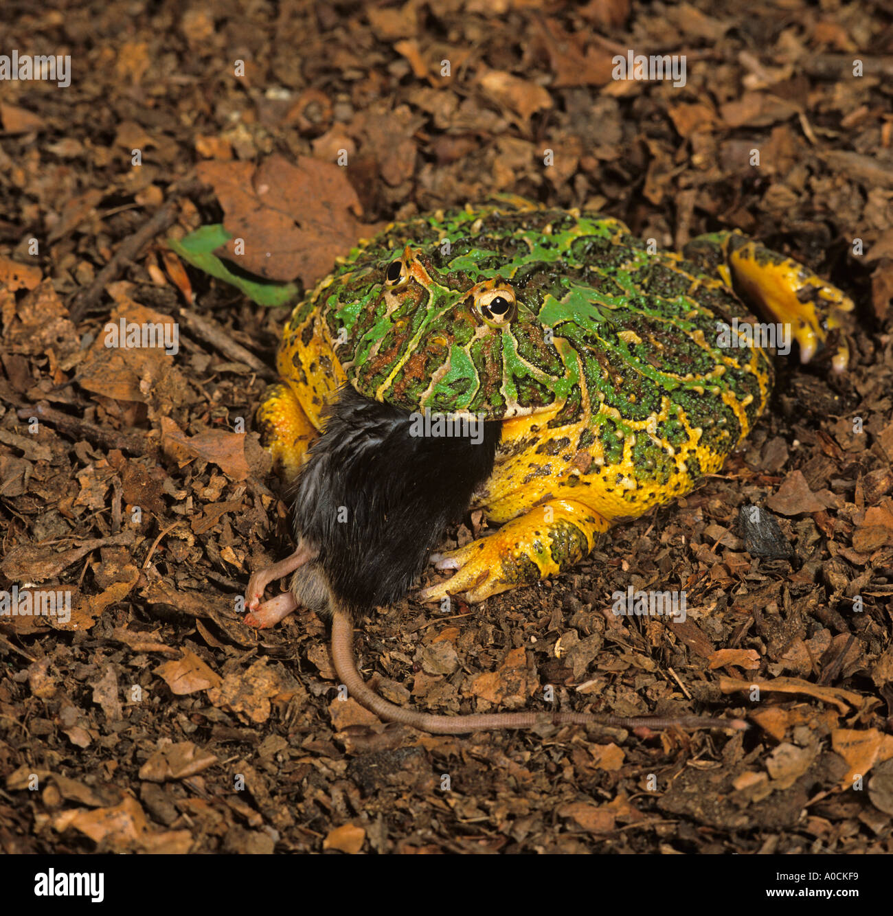 Rana argentina cornea Ceratophrys ornata che inghiottisce il mouse Foto Stock