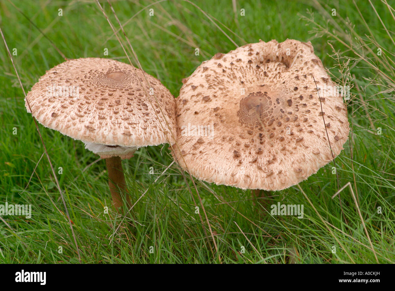 Coppia di Parasol funghi marrone con cappucci squamosa (Macrolepiota procera) Foto Stock