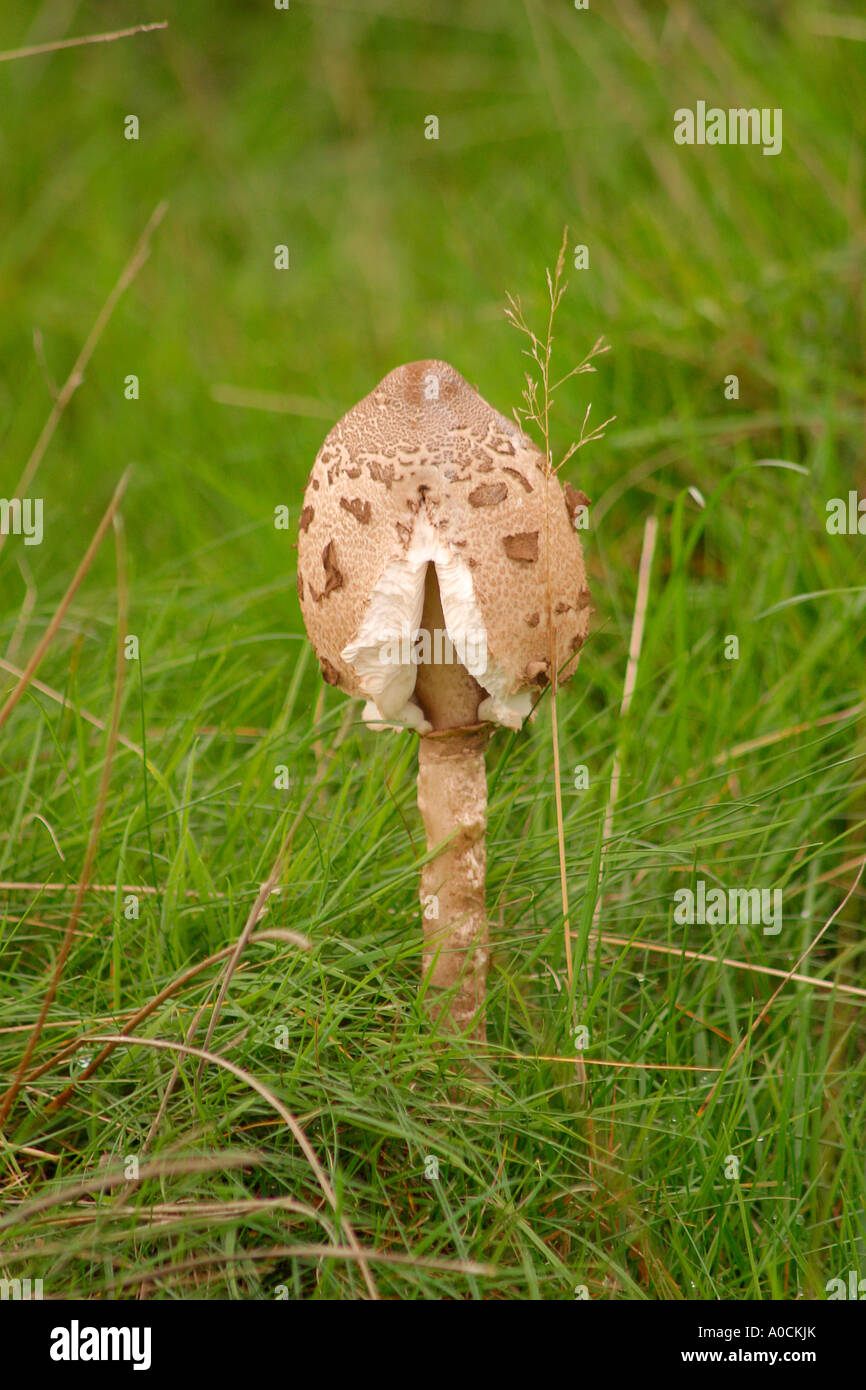 Grandi Agaric formando marrone con tappo squamosa (Lepiota procera) Foto Stock