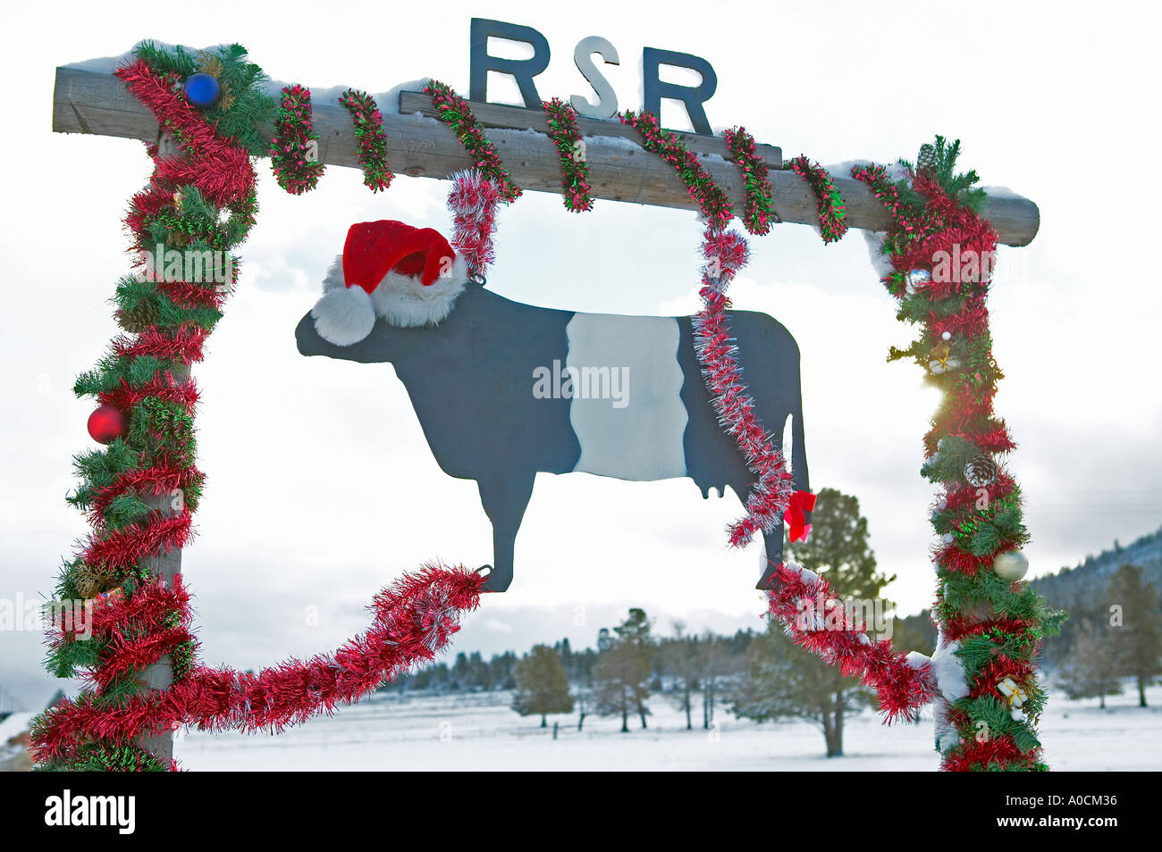 Mucca decorata con ornamenti Natale sul ranch vicino a Lakeview Oregon Foto Stock