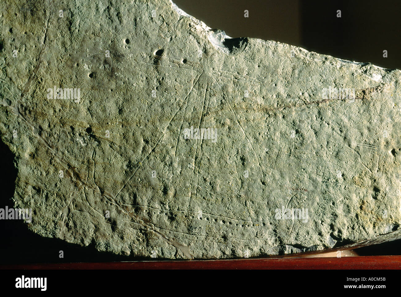 Galea medievale vichinga o betulla delle Ebridi a un solo albero in pietra incisa con le prugne della testa degli animali. Castello di Dunluce, Irlanda del Nord Foto Stock