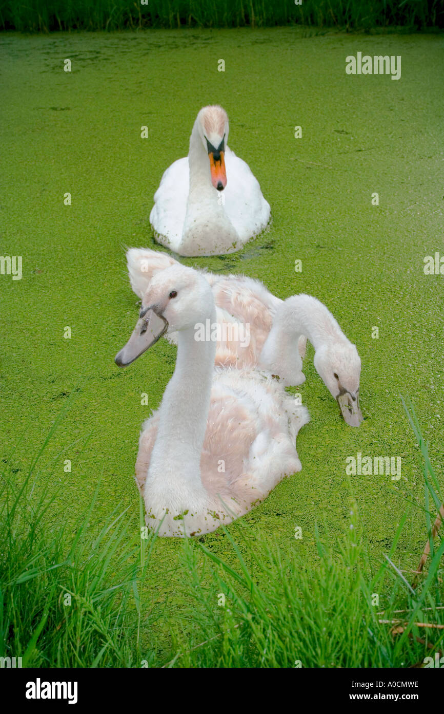 Famiglia di giovani cigni nuoto insieme in canali di Amsterdam nei Paesi Bassi Foto Stock