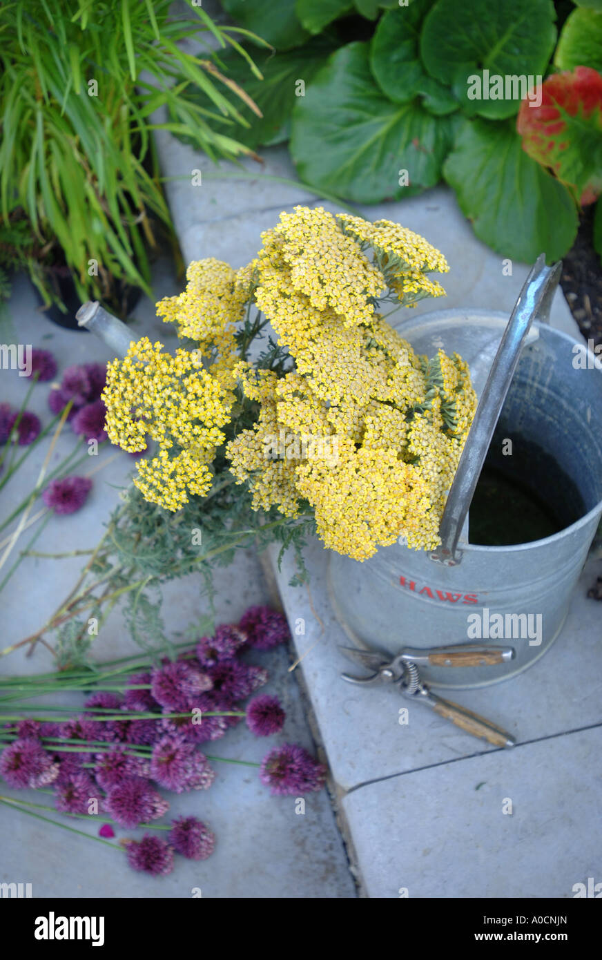 Un mazzetto di achillea gialla con una dispersione di ALLIUM SPAEROCEPHALUM su un patio giardino REGNO UNITO Foto Stock