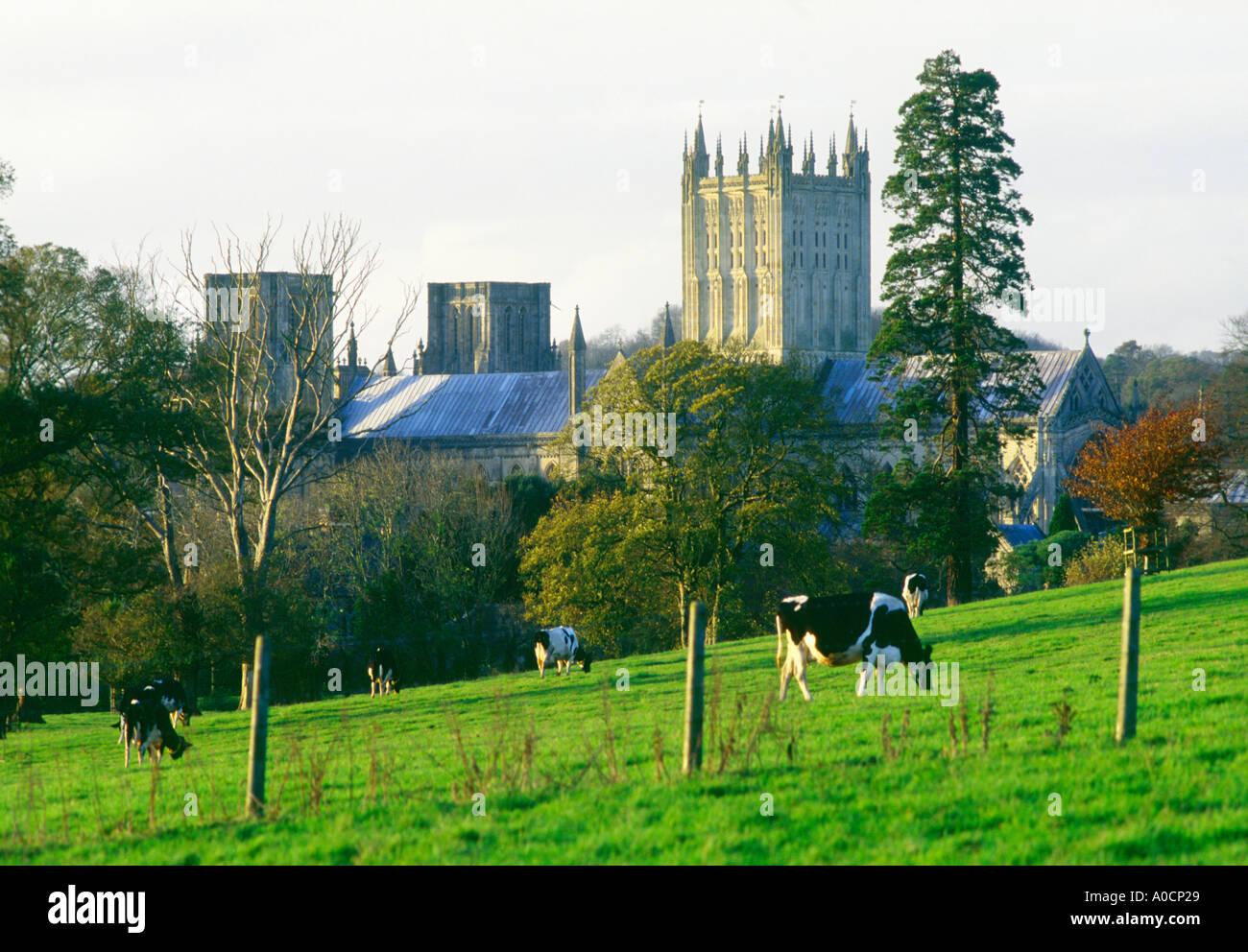 Cattedrale di Wells Somerset Inghilterra Foto Stock