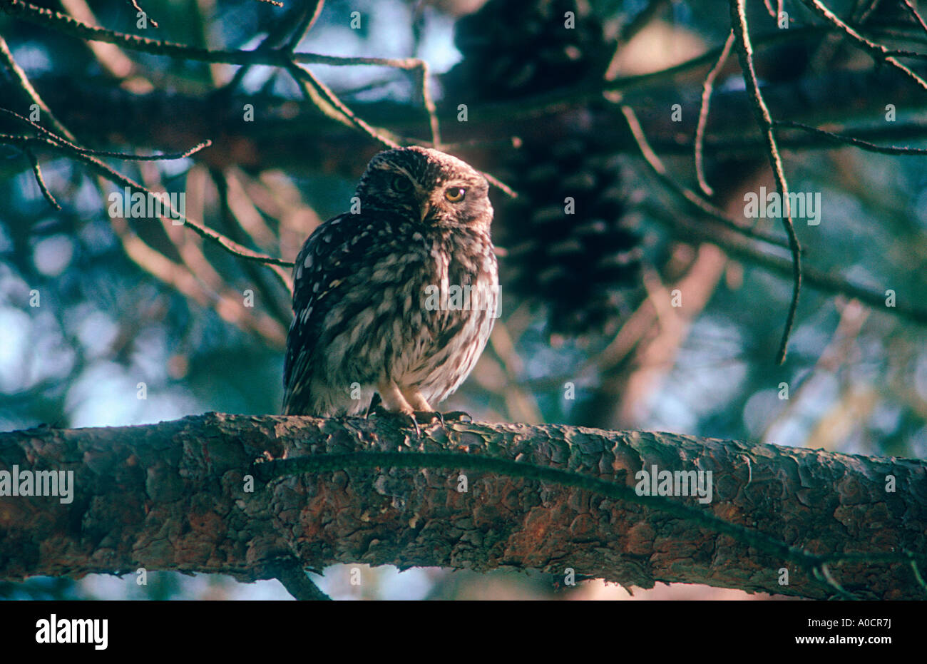 Piccolo gufo, Athene noctua. Sullo stelo Foto Stock