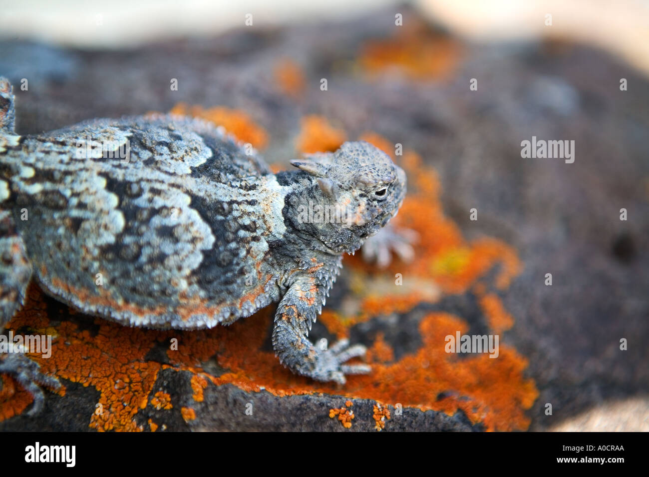 Avvisatore acustico toad vicino al lago Abert Oregon Foto Stock