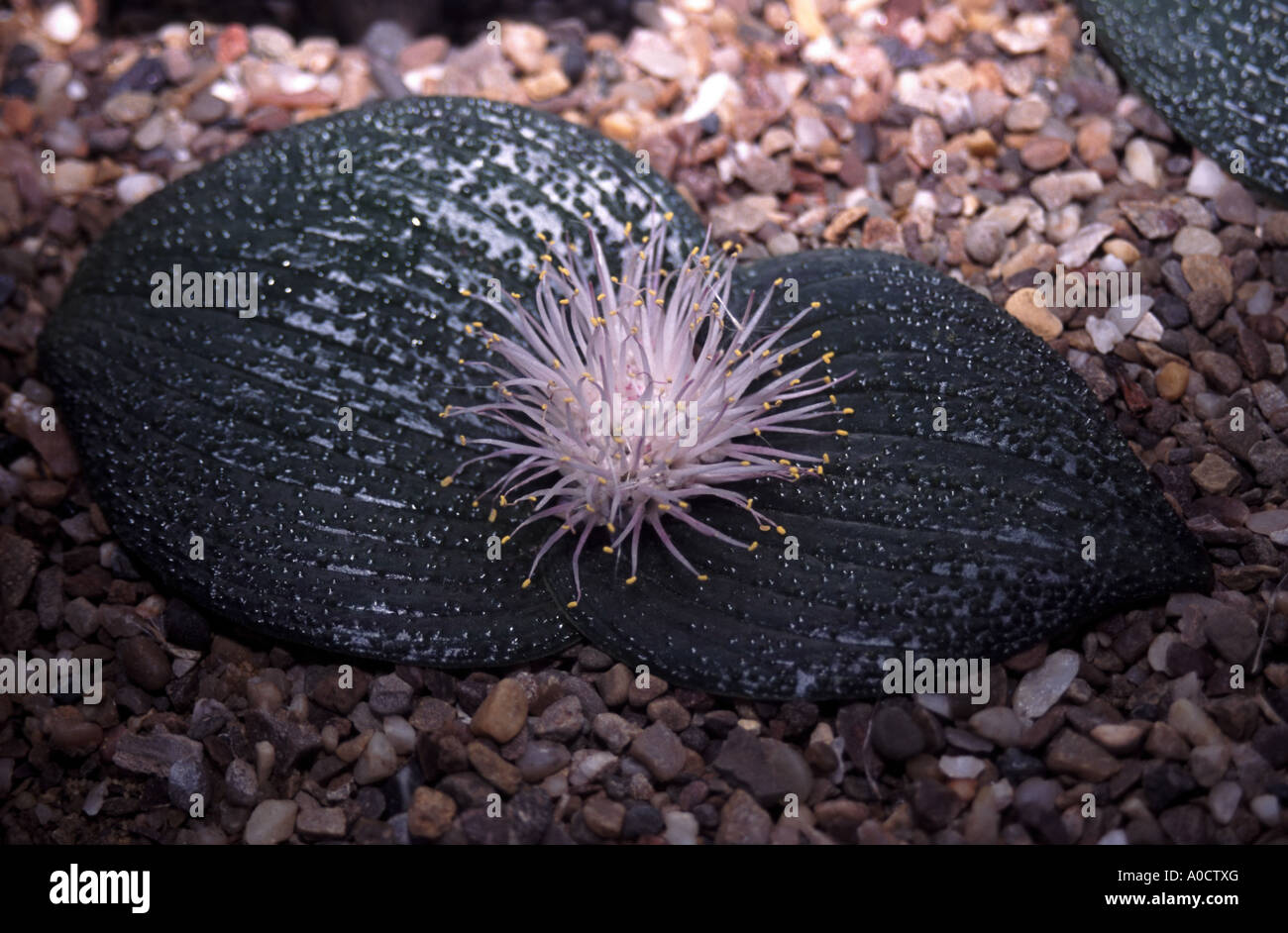 Pustulata Massonia, Casa Alpina Kew Gardens LONDRA Foto Stock