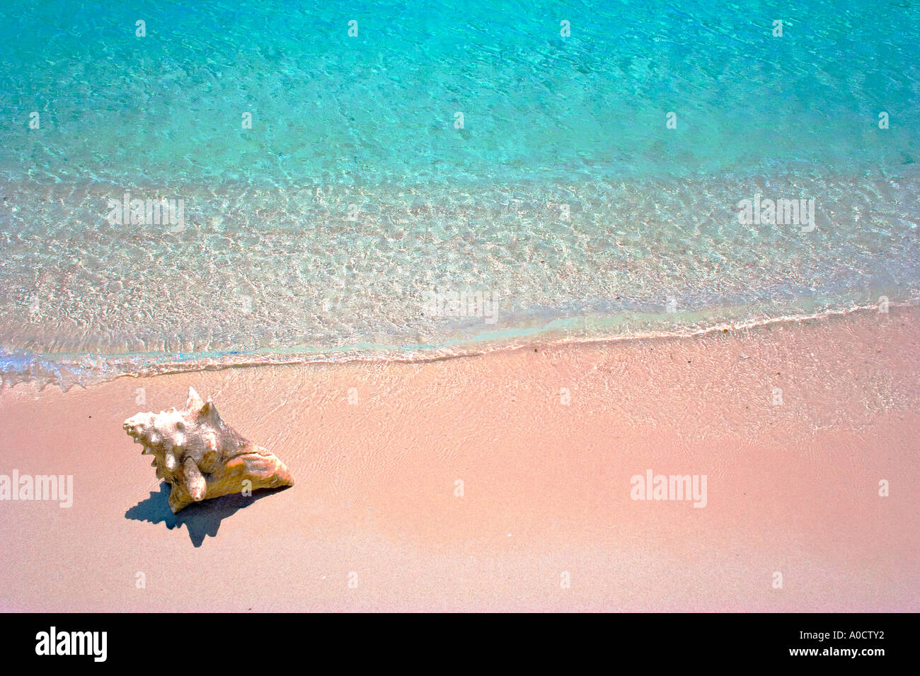 Conch shell sulla sabbiosa spiaggia tropicale nella regione dei Caraibi Foto Stock