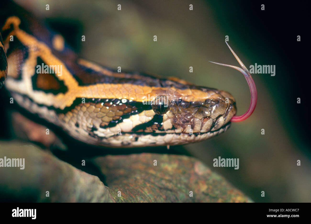 Un Rock Python Python molurus sniffing l'aria con la sua lingua è una specie molto diffusa in tutto il sud e sud-est asiatico Foto Stock