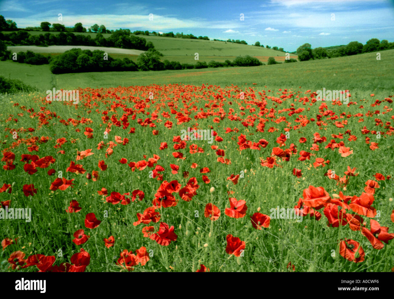 Campo pieno di colore rosso brillante papaveri Biggin Hill, Kent, Inghilterra, Regno Unito. Foto Stock