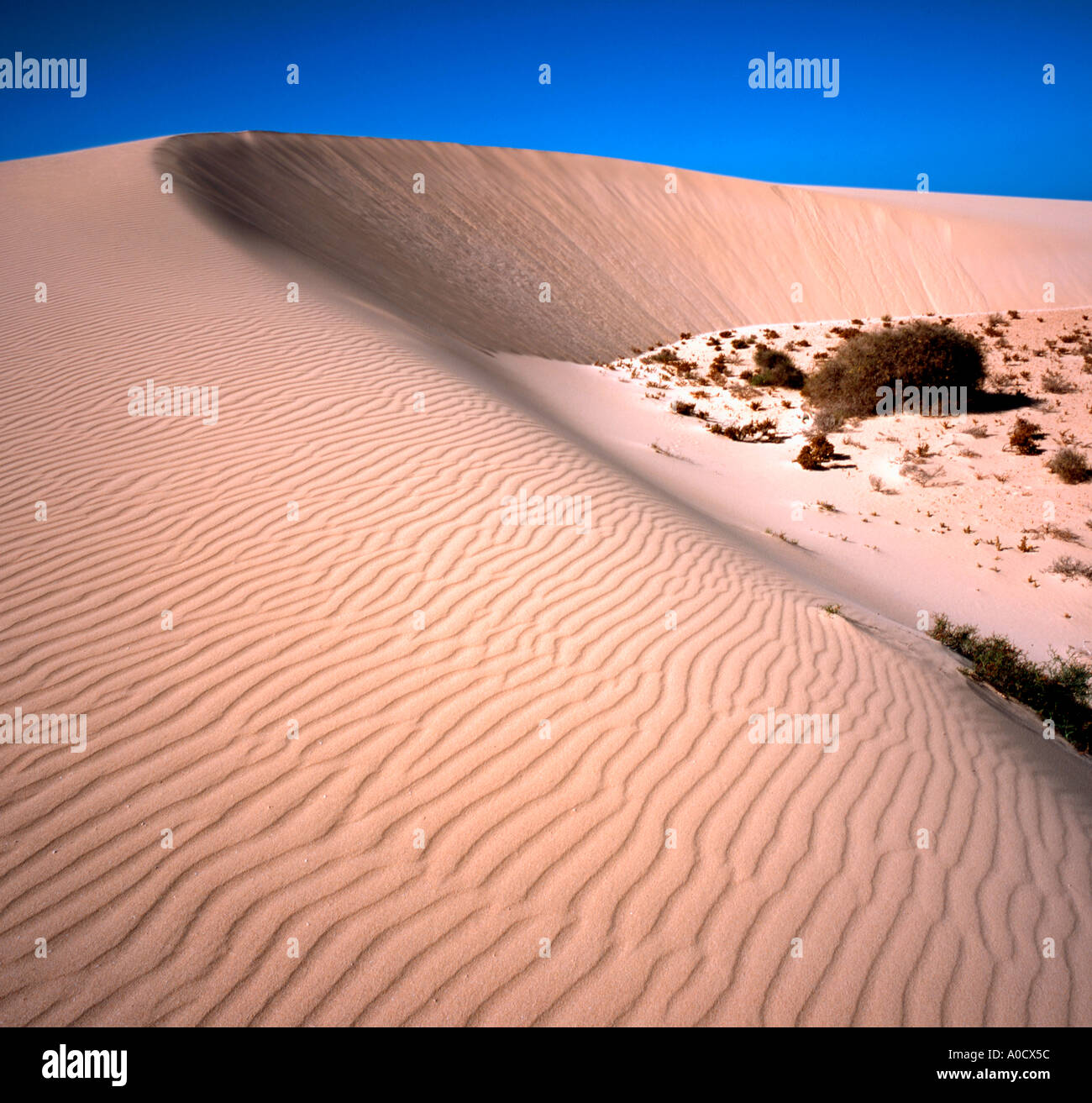 Le dune di sabbia in Corralejo Fuerteventura Isole Canarie Spagna Foto Stock