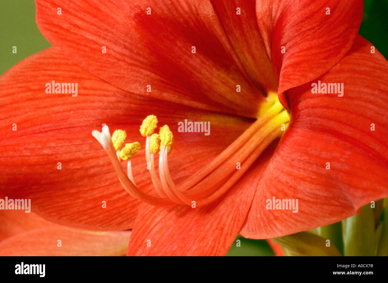 Close up di un rosso Amarilis fiore con stimma bianco e giallo stame Foto Stock