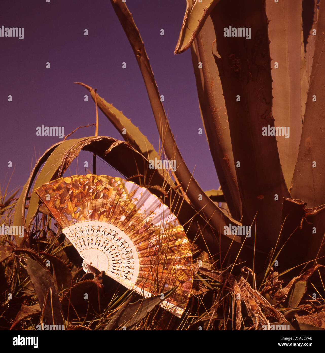 Ventola di spagnolo e cactus Foto Stock