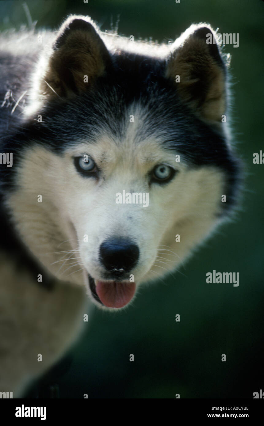 Siberian Husky staring al fotografo. Foto Stock