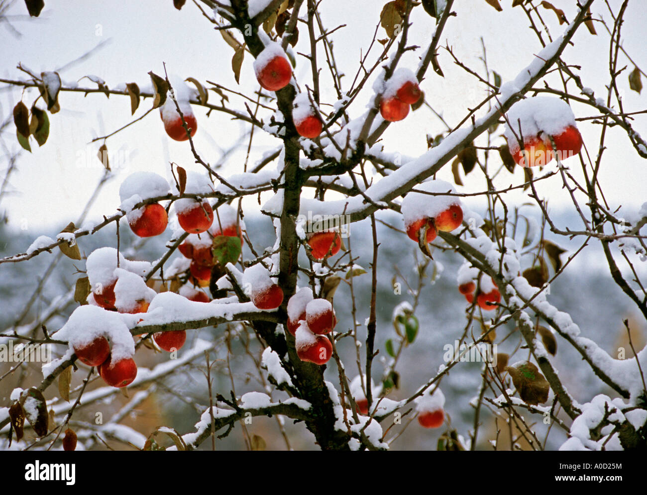 Mele sugli alberi coperti dai primi neve inatteso Foto Stock