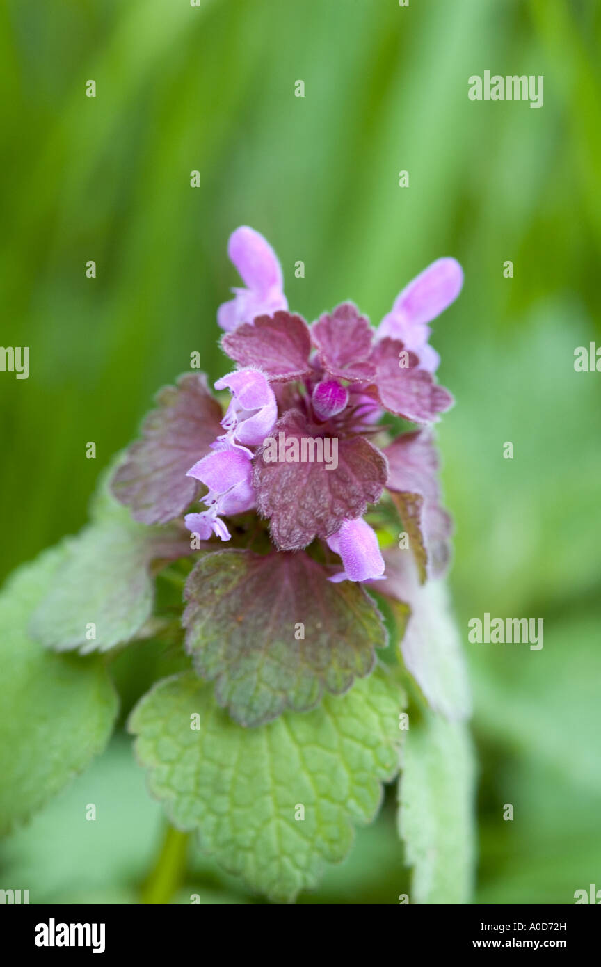 Red Dead-Nettle Lamium purpureum Foto Stock